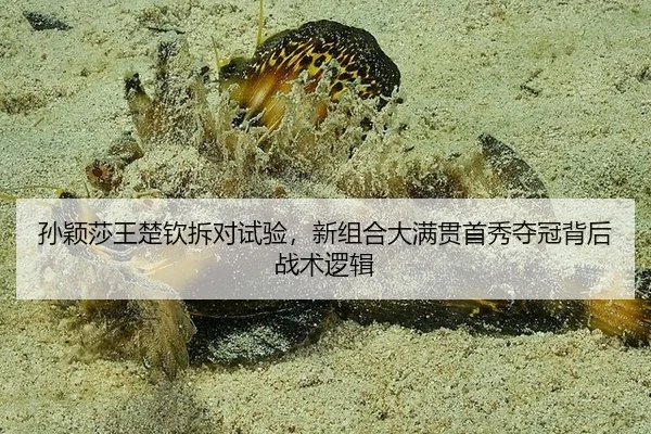 孙颖莎王楚钦拆对试验，新组合大满贯首秀夺冠背后战术逻辑